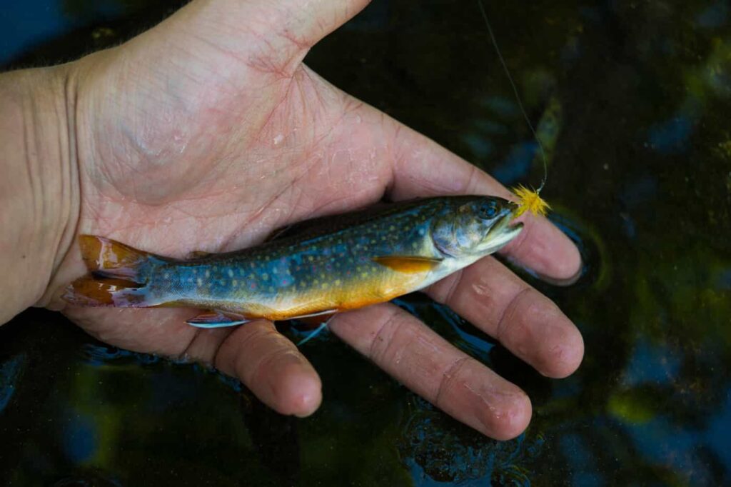 Ferguson’s Trout Pond